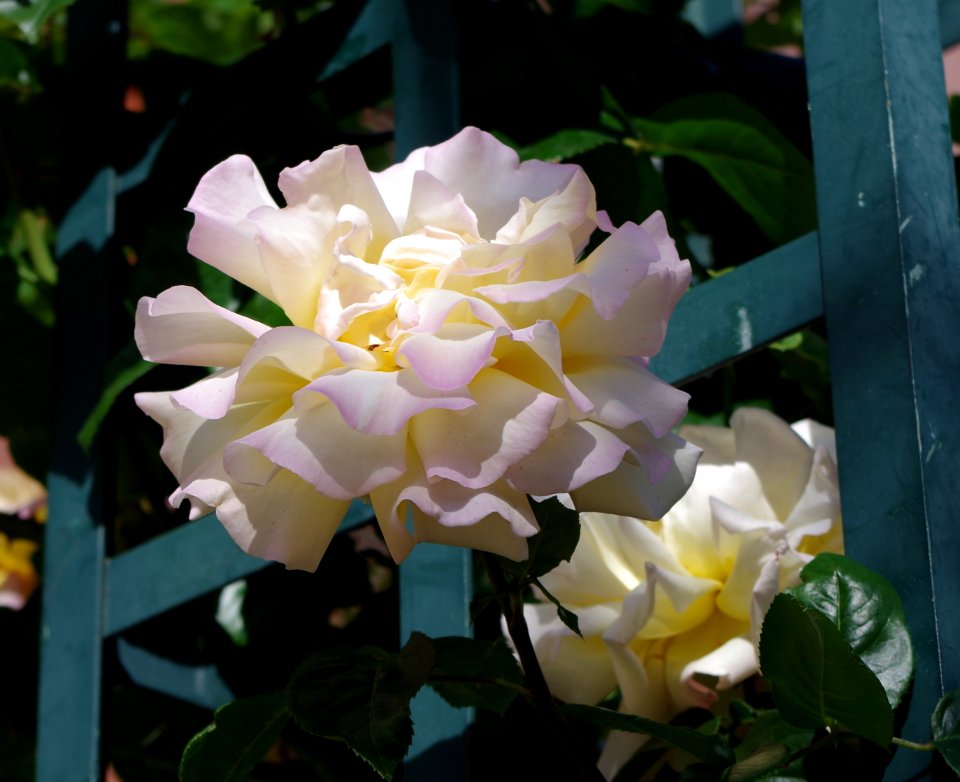 Promenade plantée - roses a