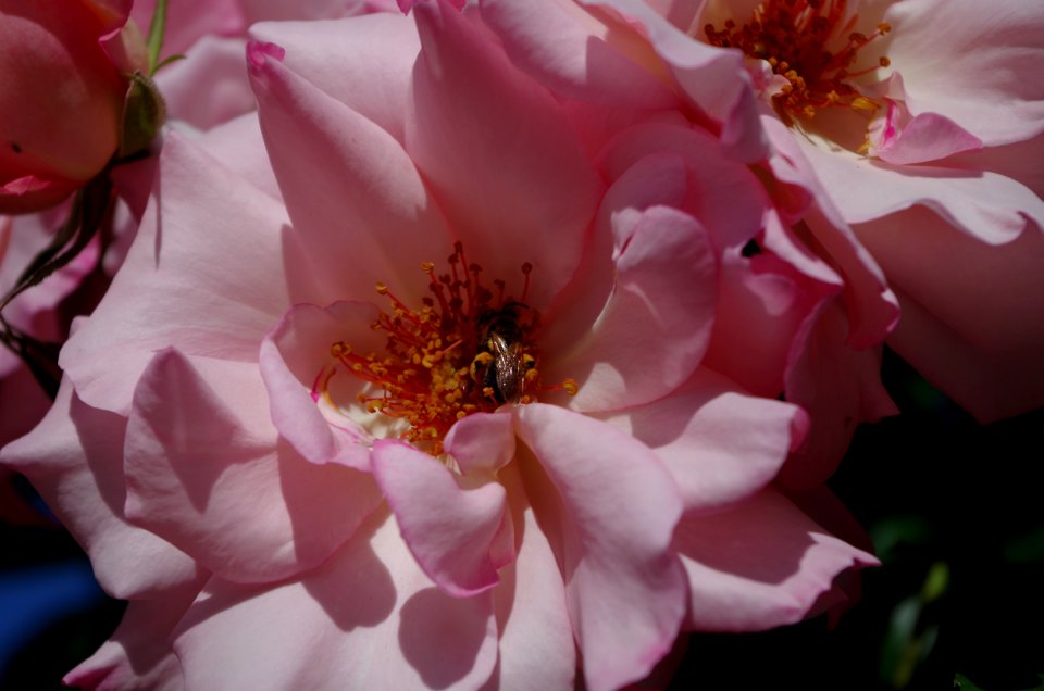 Promenade plantée - roses f