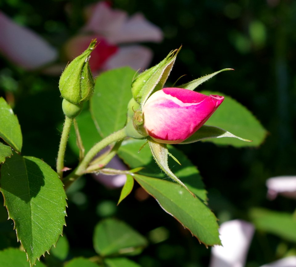 Promenade plantée - roses en bouton