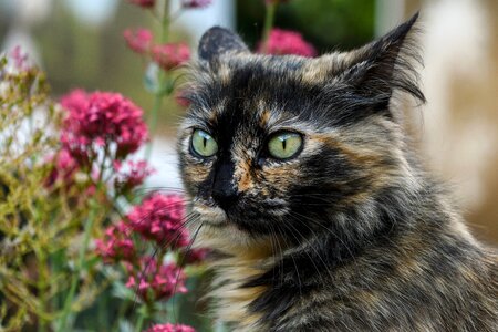 Look flower eye