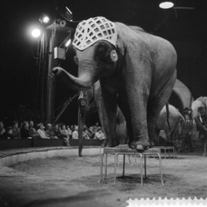 Programma van Circus Krone in Rotterdam Frieda Krone Sembach met de 16 olifanten, Bestanddeelnr 910-4373