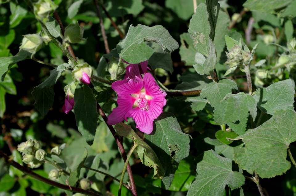 Promenade plantée - petite fleur