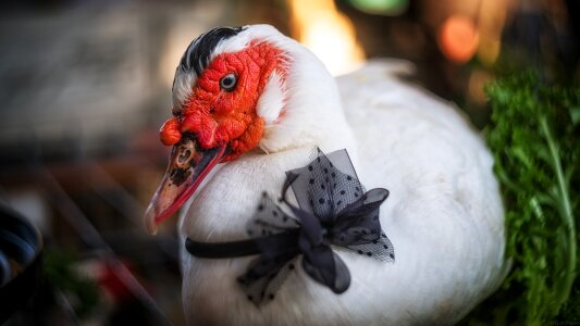 Farm agriculture waterfowl
