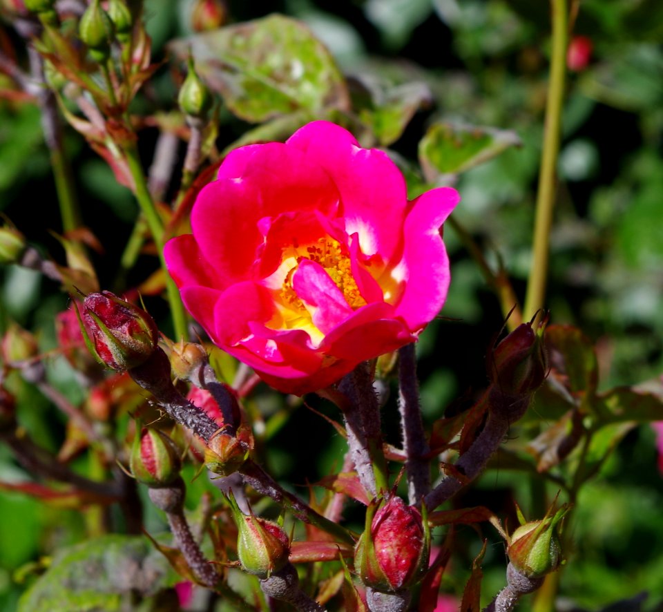 Promenade plantée - roses 8