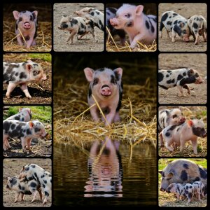 Baby small pigs cute
