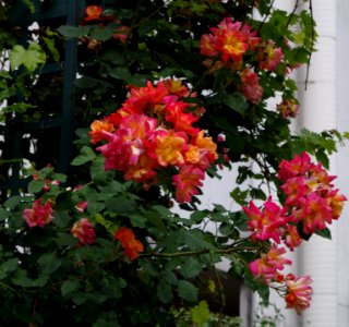 Promenade plantée - roses 2