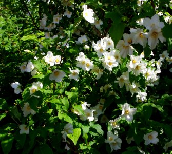 Promenade plantée - petites fleurs blanches