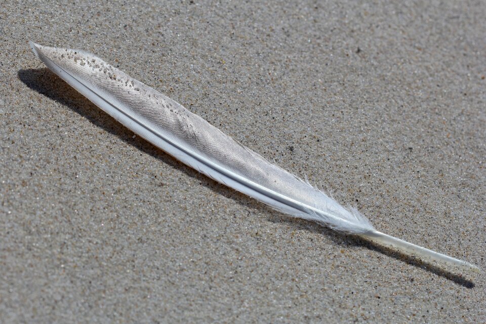 Beach bird feather close up