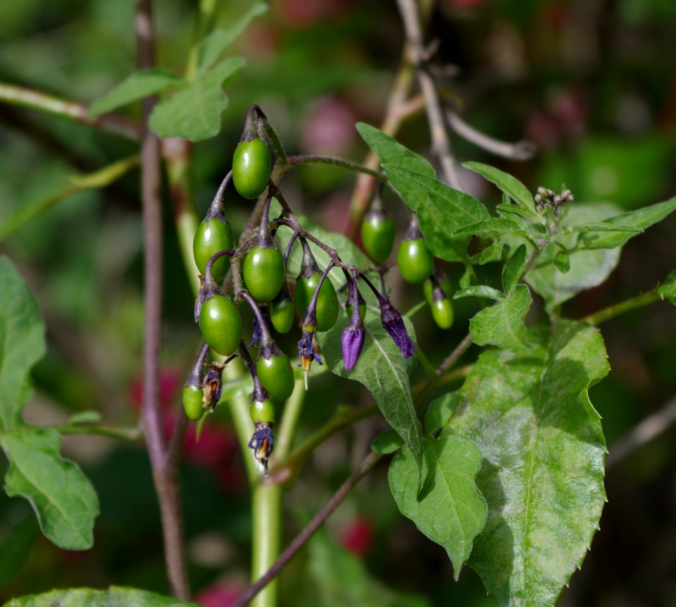 Promenade plantée - petites fleurs