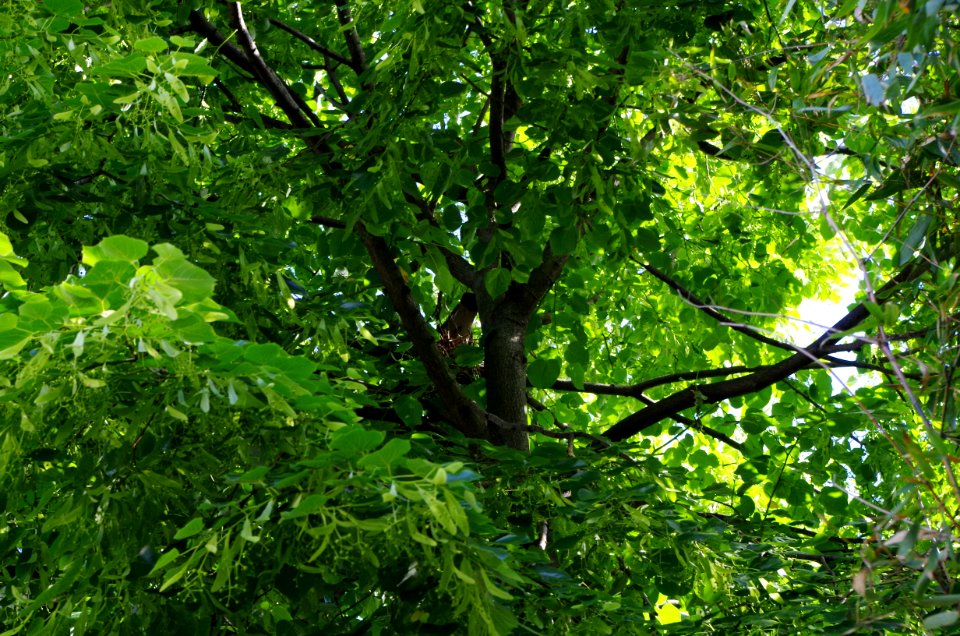 Promenade plantée - sous les tilleuls