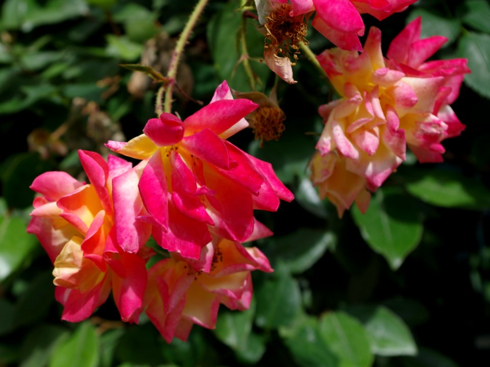 Promenade plantée - roses 4
