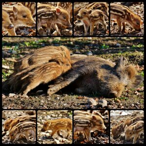 Wildpark poing collage young animals