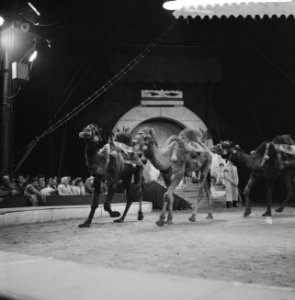 Programma van Circus Krone in Rotterdam Karavaan-dromedarissen, Bestanddeelnr 910-4376