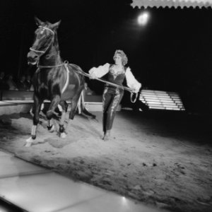 Programma van Circus Krone in Rotterdam Christel Sonbach met de bruine Lippizane, Bestanddeelnr 910-4388