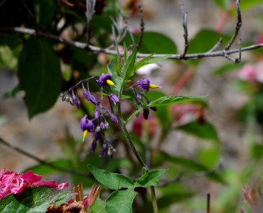 Promenade plantée - petites fleurs 2