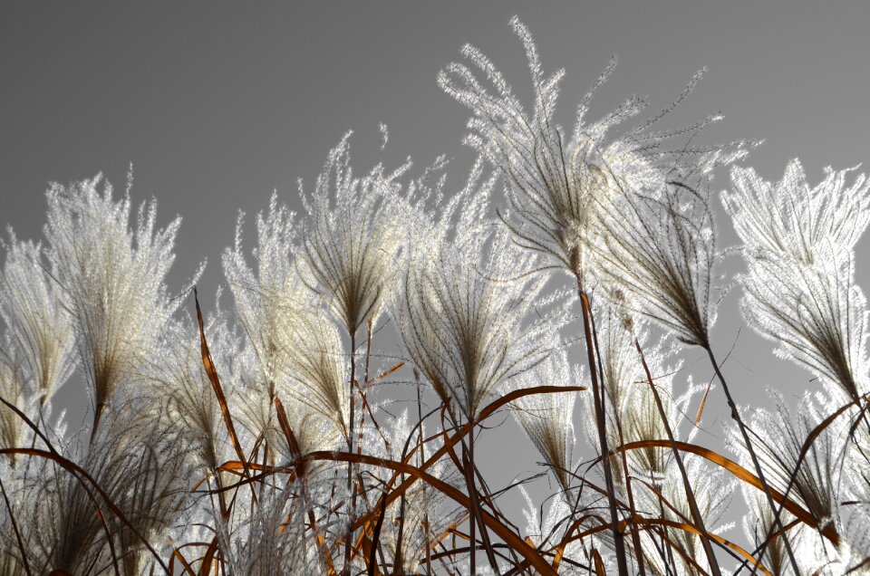 Wispy horizontal gray grass