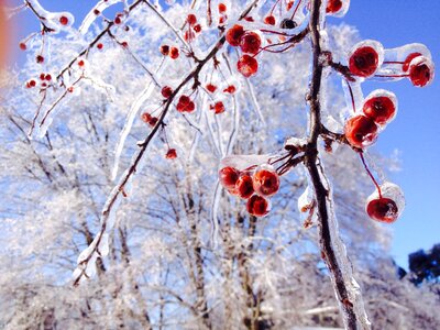 Ice trees crabapple photo