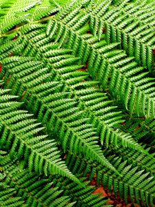 Nature design plant