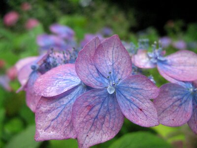 Hydrangea summer blue-purple hydrangea photo