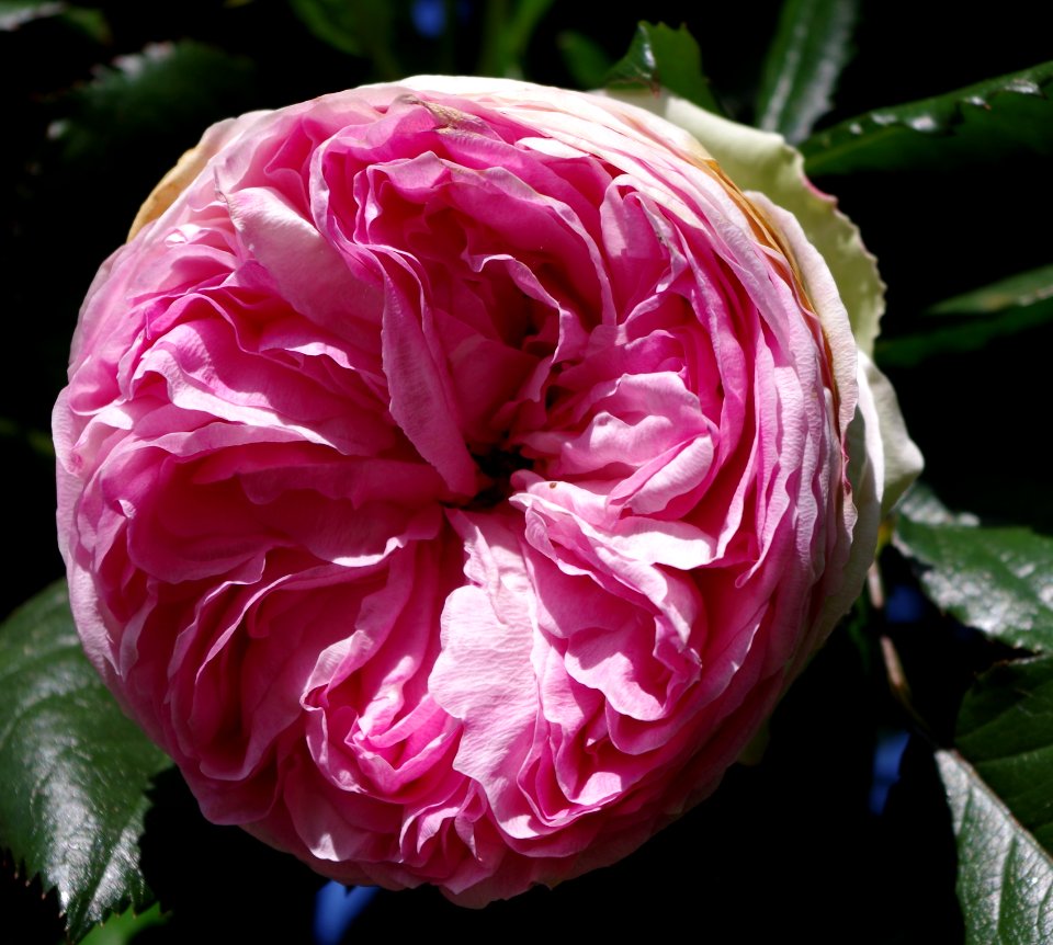 Promenade plantée - roses c