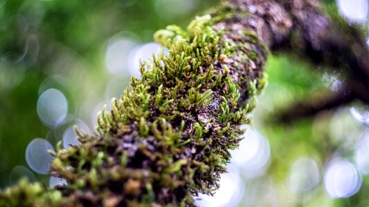 Green forest plant