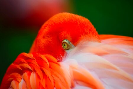 Colorful colors orange