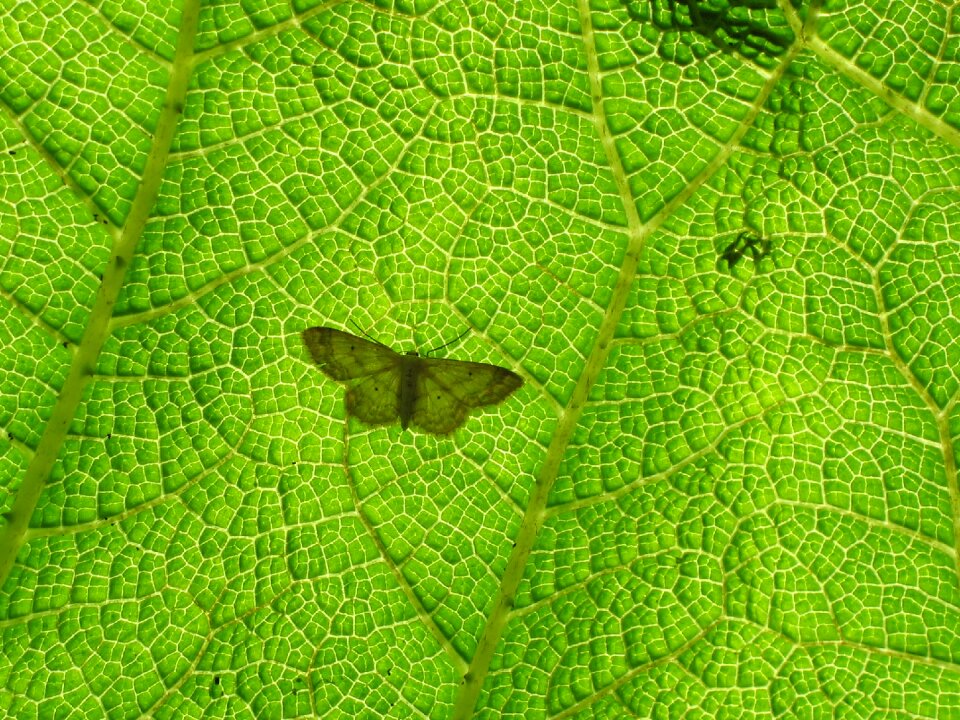 Butterflies fauna insect