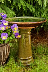 Water garden animal