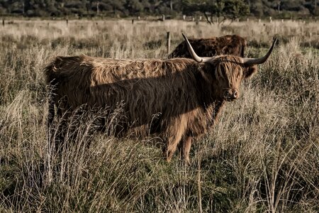 Scottish hochlandrind agriculture coupling