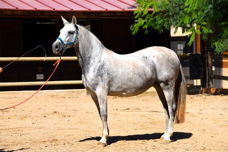 Mare animal stallion photo