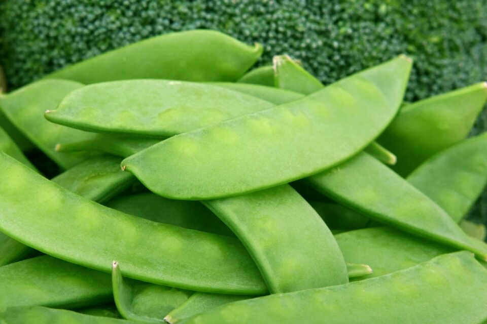 Green healthy leaf