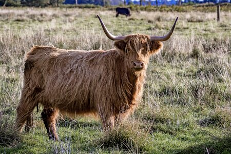 Scottish hochlandrind agriculture coupling