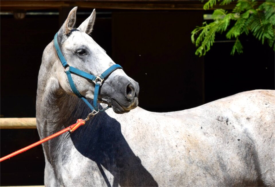 Animal equine nature