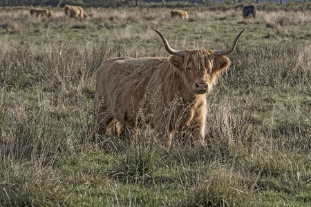 Scottish hochlandrind agriculture coupling