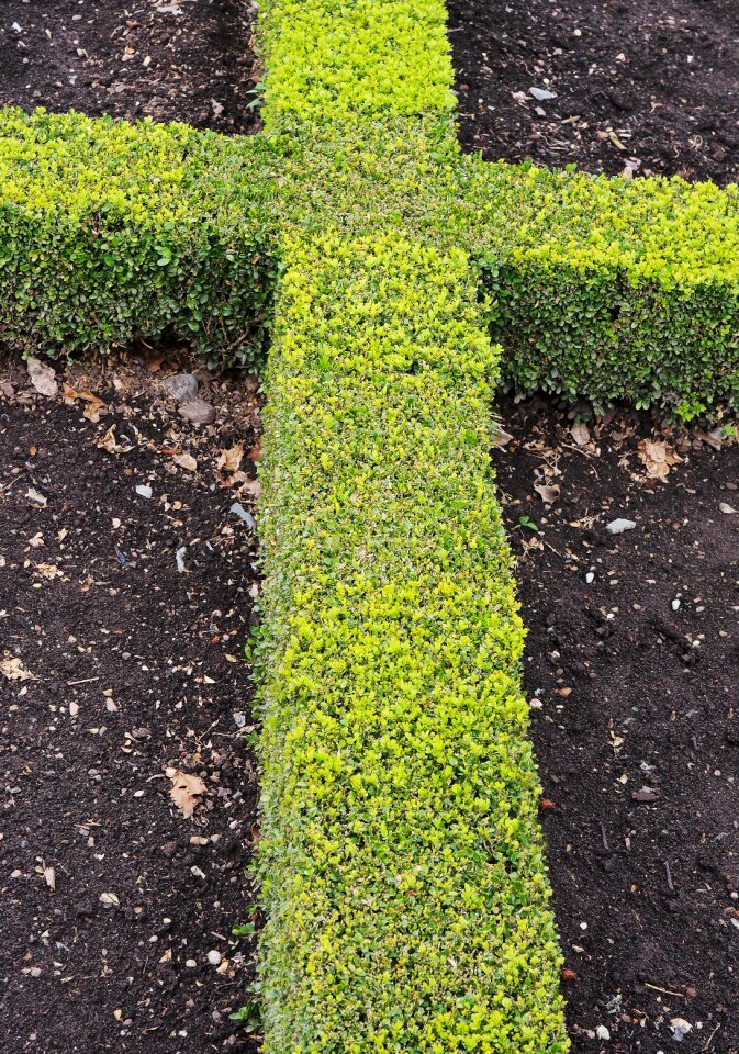 Box knot gardening