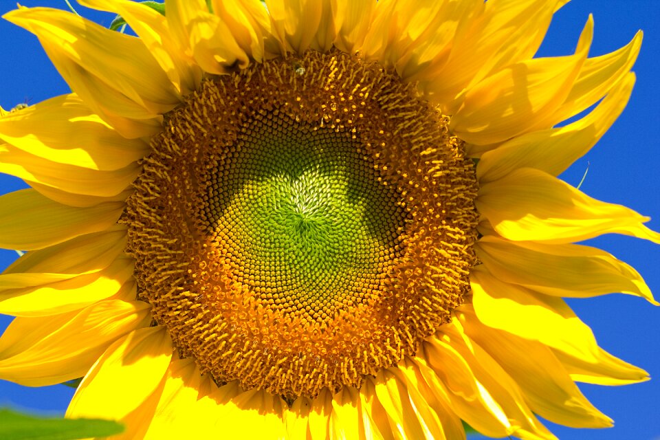 Flower yellow nature