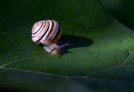 Shell light nature photo