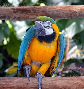 Parrot color colorful