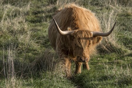 Scottish hochlandrind agriculture coupling