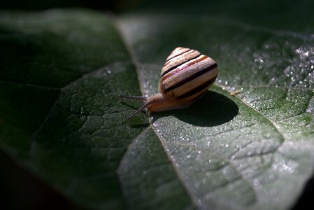 Shell light nature photo