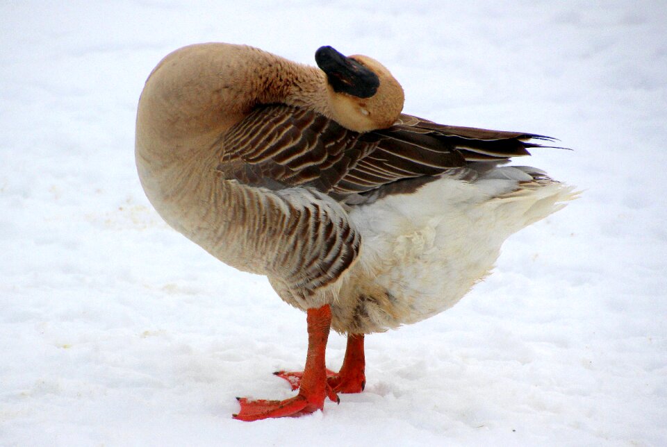 Plumage animal poultry