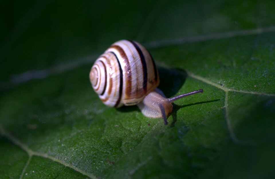 Shell light nature