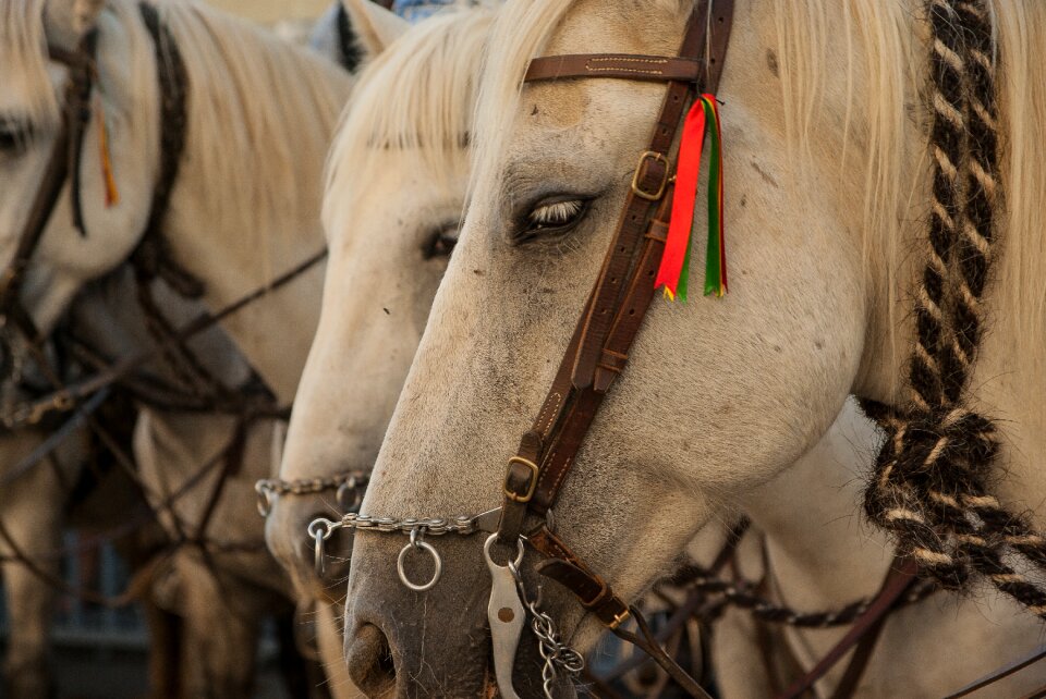 Horses harness feria