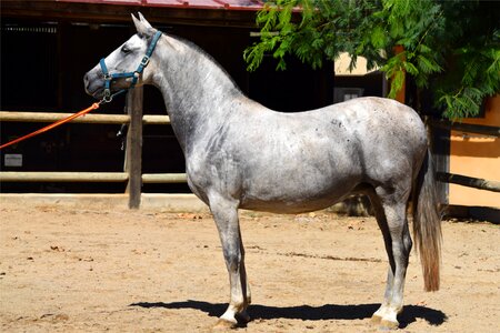 Animal equine nature