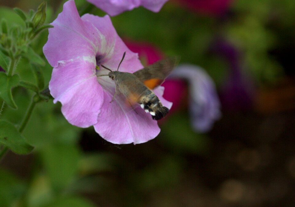 Pollen flight insecta