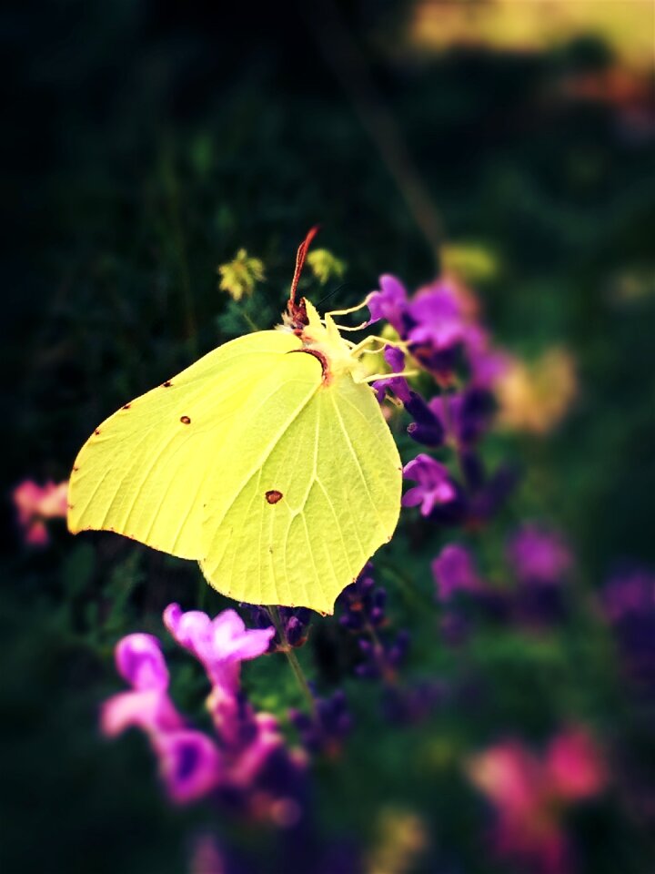 Macro insect wing