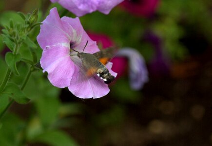 Pollen flight insecta