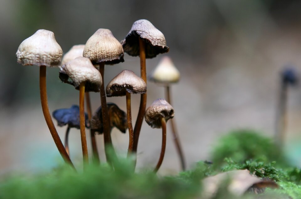 Green leaves mushroom