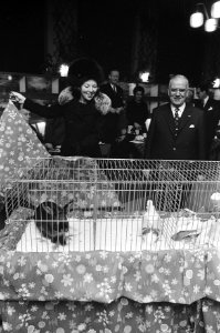 Prinses Beatrix opent 75e kleindiertentoonstelling Avicultura in Houtrusthalle, Bestanddeelnr 925-3109