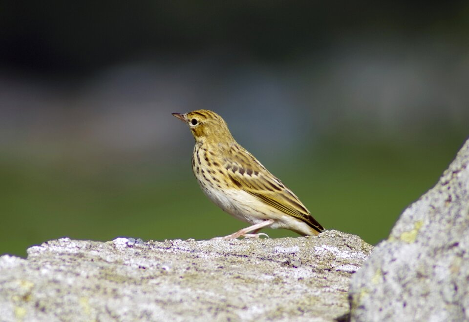 Emberiza citrinella yellow bird rspb